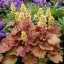 Tűzeső 'Heuchera Little Cuties Blondie'