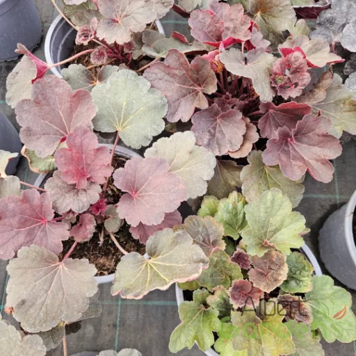 Tűzeső 'Heuchera Little Cuties Blondie'