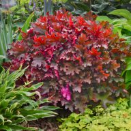 Tűzeső 'Heuchera Cinnamon Glaze'