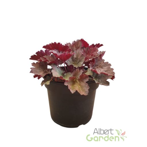 Tűzeső 'Heuchera Cinnamon Glaze'