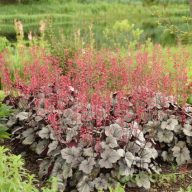 Tűzeső 'Heuchera Silver Gumdrop'