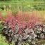 Tűzeső 'Heuchera Silver Gumdrop'