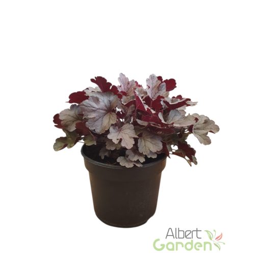 Tűzeső 'Heuchera Silver Gumdrop'