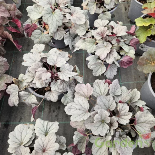 Ezüstös szürke levelű tűzeső Heuchera Silver Gumdrop évelő piros virágszárral, kertben
