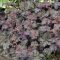 Tűzeső 'Heuchera Black Knight'