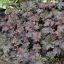 Tűzeső 'Heuchera Black Knight'