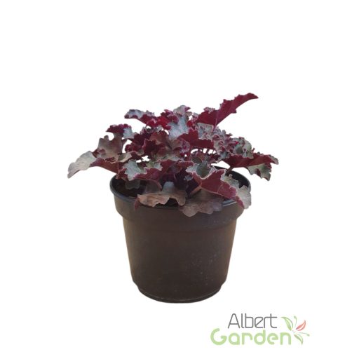 Tűzeső 'Heuchera Black Knight'