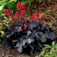 Tűzeső 'Heuchera Black Forest Cake'