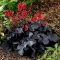 Tűzeső 'Heuchera Black Forest Cake'