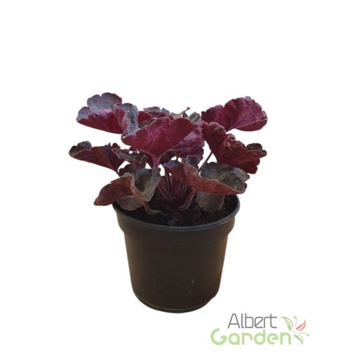 Tűzeső 'Heuchera Black Forest Cake'