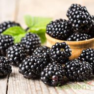 Tüskétlen fekete szeder 'Rubus f. Glorniwa PBR'