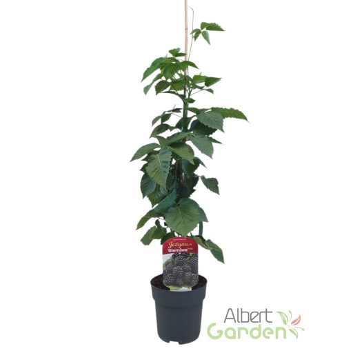 Tüskétlen fekete szeder 'Rubus f. Glorniwa PBR'