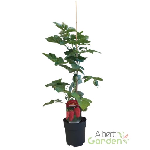 Folytontermő málna 'Delniwa'