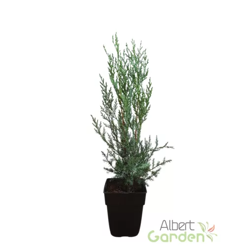 Kompakt leylandii ciprus örökzöld dísznövény sövénynek