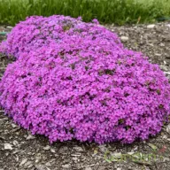 Élénk lila-rózsaszín árlevelű lángvirág Phlox subulata Ruby Riot évelő kerti virág, tömött gömb alakú párna teljesen bevirágozva