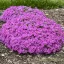 Élénk lila-rózsaszín árlevelű lángvirág Phlox subulata Ruby Riot évelő kerti virág, tömött gömb alakú párna teljesen bevirágozva
