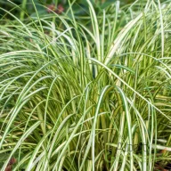 Tarka sás / Carex oshimensis 'Moon Falls'