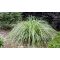 Tarka sás / Carex oshimensis 'Moon Falls'