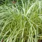Tarka sás / Carex oshimensis 'Moon Falls'