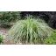 Tarka sás / Carex oshimensis 'Moon Falls'