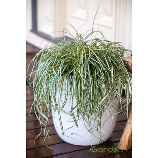 Tarka sás / Carex oshimensis 'Moon Falls'