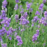   Levendula 'Lavandula angustifolia 'Oxford Gem'