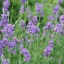 Levendula 'Lavandula angustifolia 'Oxford Gem'
