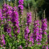 Réti füzény Luminara Lilac lila virágú évelő kerti dísz
