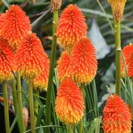 Fáklyaliliom 'Kniphofia 'Glowstick'
