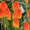 Fáklyaliliom 'Kniphofia 'Glowstick'