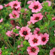   Nepáli pimpó 'Potentilla nepalensis Miss Willmott'