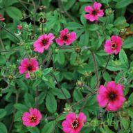 Nepáli pimpó 'Potentilla nepalensis Ron Mcbeath'