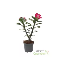 Sivatagi rózsa (piros) 'Adenium'
