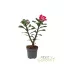 Sivatagi rózsa (piros) 'Adenium'