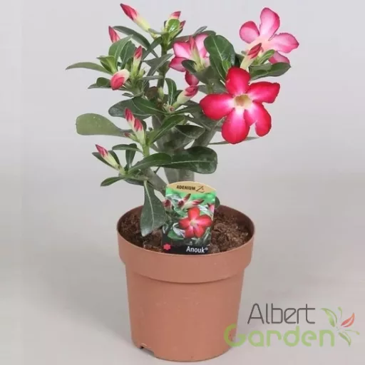 Sivatagi rózsa (piros) 'Adenium'
