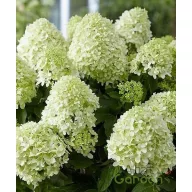   Bugás Hortenzia"Hydrangea paniculata 'Little Spooky''