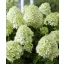 Bugás Hortenzia"Hydrangea paniculata 'Little Spooky''