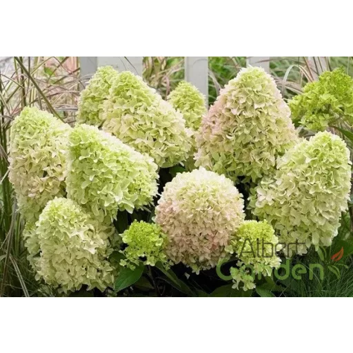 Bugás Hortenzia"Hydrangea paniculata 'Little Spooky''
