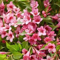 Rózsalonc"Weigela 'Picobella Rosso''