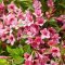 Rózsalonc"Weigela 'Picobella Rosso''