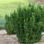 Japán Kecskerágó"Euonymus Japonicus 'Benkomoki"