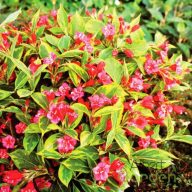   Sárga-tarka levelű rózsalonc "Weigela florida 'Brigela"