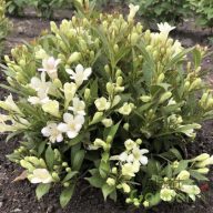 Törpe rózsalonc 'Weigela Picobella Bianco'