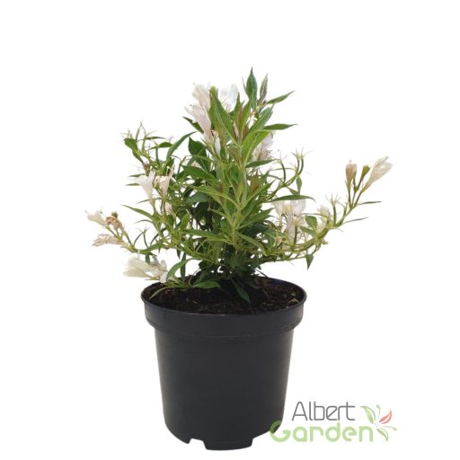 Törpe rózsalonc 'Weigela Picobella Bianco'