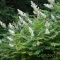 Tollas gyöngyvessző 'Sorbaria sorbifolia Sem’