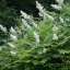 Tollas gyöngyvessző 'Sorbaria sorbifolia Sem’