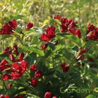 Rózsalonc 'Weigela Cherry Love'