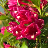 Rózsalonc 'Weigela LOVE S. BIG LOVE'