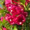 Rózsalonc 'Weigela LOVE S. BIG LOVE'