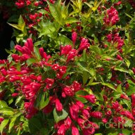 Rózsalonc 'Weigela ALL SUMMER RED'